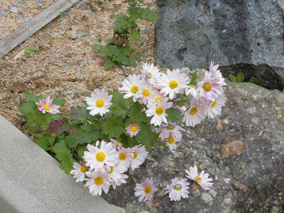 暁雲寺境内の花